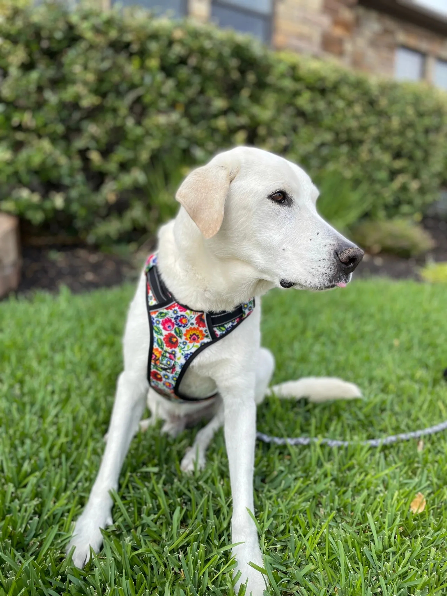 Easy Walker Ladybird Harness Wholesale